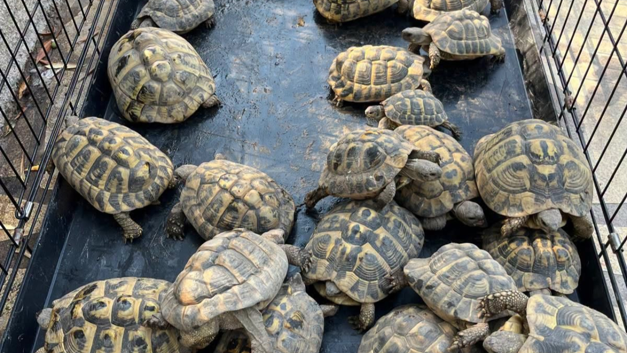 Cannes : l’enquête sur des vols de plaques d’égout mène à la découverte de 30 tortues protégées
