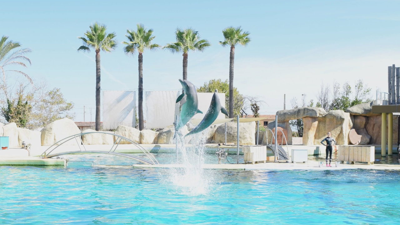 Dauphins de Marineland : le zoo de Beauval pourrait renoncer à son projet d’accueil