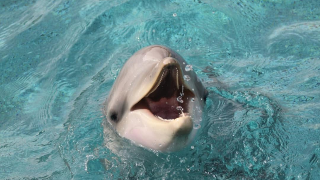 Marineland à Antibes : nouveau bras de fer autour du transfert des orques et dauphins vers l’Espagne