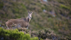Braconnage &agrave; Venanson : trois hommes  jug&eacute;s &agrave; Nice pour chasse ill&eacute;gale