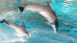 Marineland : le transfert des orques et dauphins vers Beauval reste en attente