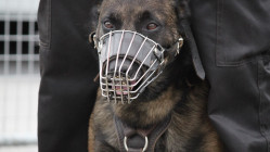 Nice : la police municipale va renforcer sa brigade canine avec 14 chiens de service