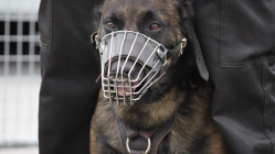 Une femme de 79 ans hospitalisée après une violente morsure de chien à Nice