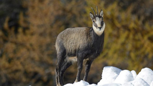 Braconnage de chamois : un &eacute;lu condamn&eacute; dans les Alpes-Maritimes