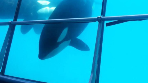 Les orques de Marineland d'Antibes bientôt transférées vers des parcs espagnols