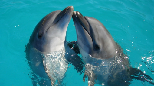 Marineland d&rsquo;Antibes : la piste italienne relanc&eacute;e