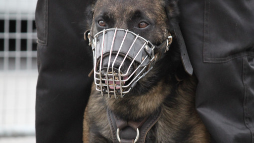 Nice : la police municipale va renforcer sa brigade canine avec 14 chiens de service
