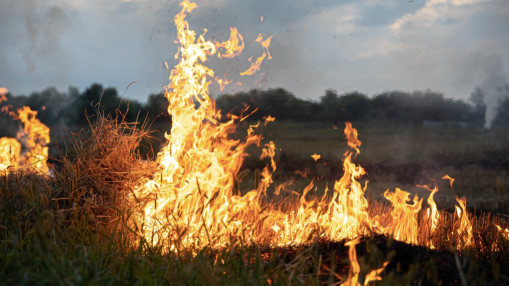 Pr&egrave;s de Grasse, 300 m&sup2; ravag&eacute;s par deux d&eacute;parts de feu : un suspect interpell&eacute;