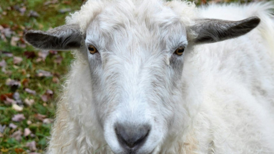 Abattage clandestin à Nice : quatre condamnations Abattage clandestin à Nice : quatre condamnations