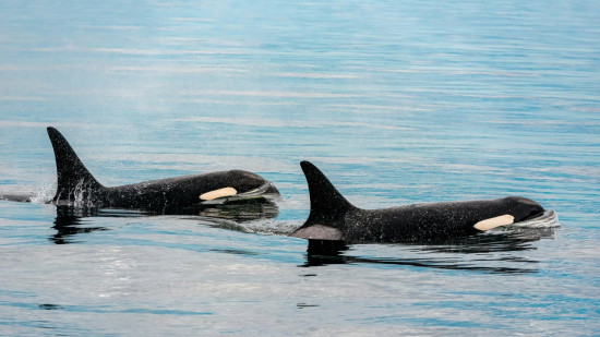 Avenir des c&eacute;tac&eacute;s de Marineland : l&rsquo;&Eacute;tat donne son feu vert &agrave; leur transfert