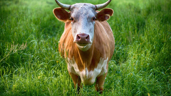 Dermatose nodulaire contagieuse : vigilance renforcée dans les Alpes-Maritimes Dermatose nodulaire contagieuse : vigilance renforcée dans les Alpes-Maritimes