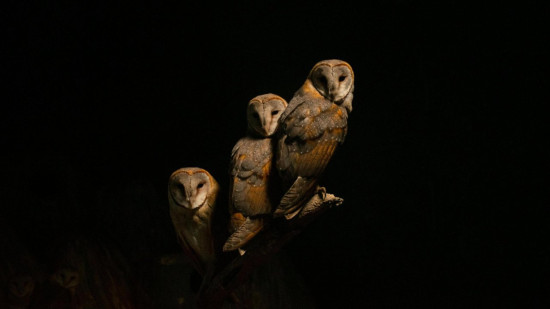 Douze hiboux petit-duc relâchés au col de Vence