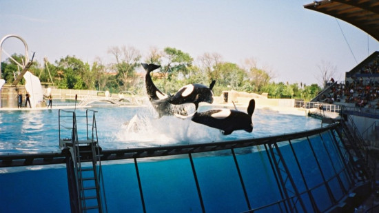 Le gouvernement veut transf&eacute;rer rapidement les orques du Marineland d&rsquo;Antibes