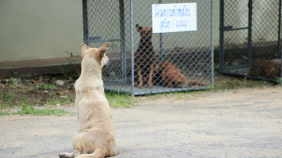 Le refuge ASA 06 lance un appel d’urgence pour nourrir des chiens et chats abandonnés Le refuge ASA 06 lance un appel d’urgence pour nourrir des chiens et chats abandonnés