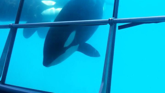 Les orques de Marineland d'Antibes bientôt transférées vers des parcs espagnols Les orques de Marineland d'Antibes bientôt transférées vers des parcs espagnols
