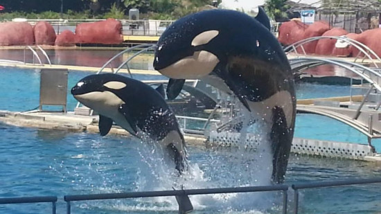 Marineland : l’avenir des orques et des dauphins toujours en suspens Marineland : l’avenir des orques et des dauphins toujours en suspens