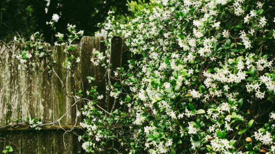 Trois jours de fête parfumée et fleurie pour célébrer le jasmin à Grasse Trois jours de fête parfumée et fleurie pour célébrer le jasmin à Grasse