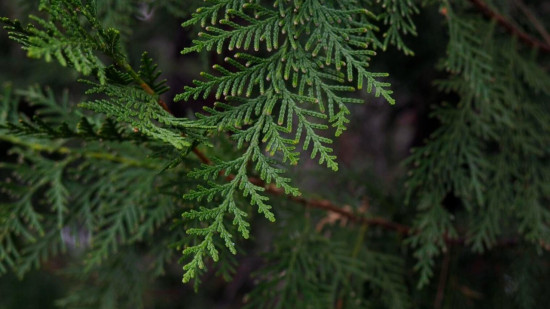 Comment faire pour limiter les allergies ? Comment faire pour limiter les allergies ?