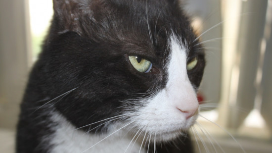 Les habitants du quartier de Mont-Boron à Nice soupçonnent un tueur en série d’animaux Les habitants du quartier de Mont-Boron à Nice soupçonnent un tueur en série d’animaux