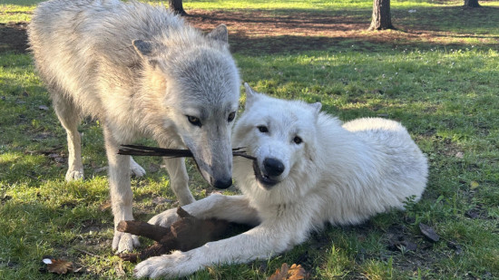 Grasse : des loups élevés comme des chiens retirés à un couple