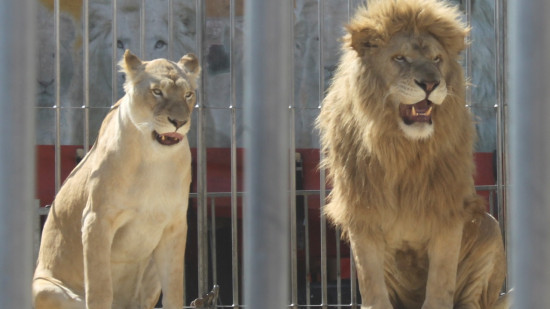Antibes : le cirque Zavatta proche d'un départ dans le Var ?