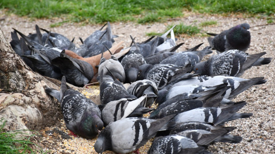 Monaco : un homme armé sème la panique, il voulait tirer sur des pigeons Monaco : un homme armé sème la panique, il voulait tirer sur des pigeons