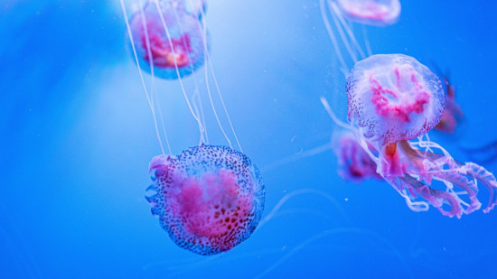 Alerte aux méduses sur la Côte d'Azur Alerte aux méduses sur la Côte d'Azur