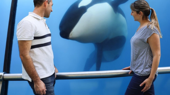 Antibes : le gouvernement surveille l'état de santé des orques au parc Marineland