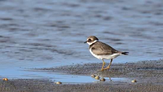 Attention aux œufs sur les plages azuréennes Attention aux œufs sur les plages azuréennes