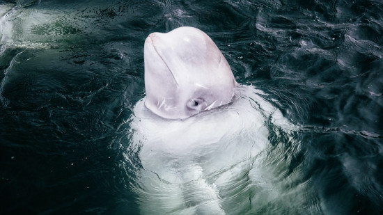 Béluga sorti de la Seine : les équipes du Marineland à ses côtés Béluga sorti de la Seine : les équipes du Marineland à ses côtés