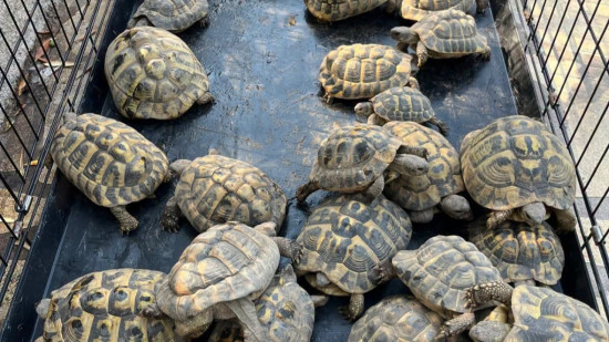 Cannes : l&rsquo;enqu&ecirc;te sur des vols de plaques d&rsquo;&eacute;gout m&egrave;ne &agrave; la d&eacute;couverte de 30 tortues prot&eacute;g&eacute;es