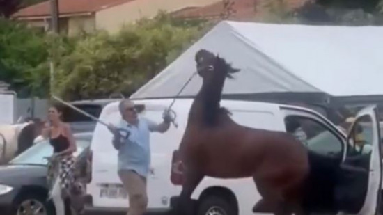 Cheval frappé dans les Alpes Maritimes : des associations portent plainte Cheval frappé dans les Alpes Maritimes : des associations portent plainte