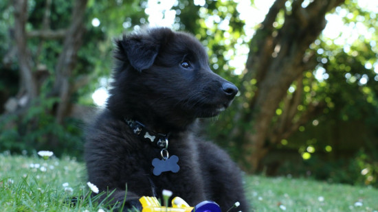 Comment rafraichir son animal pendant l'été ? Comment rafraichir son animal pendant l'été ?