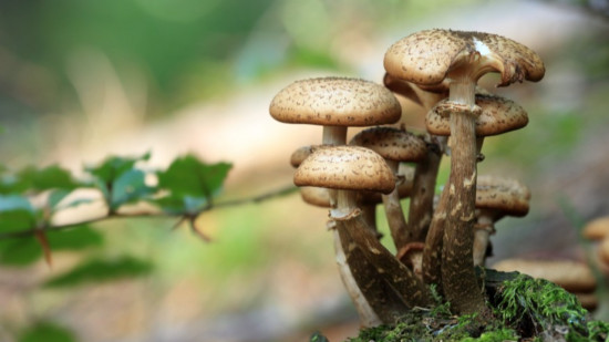 Cueillir et consommer les champignons en toute sécurité