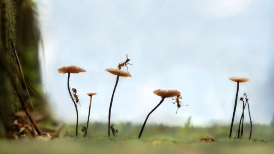 D'incroyables fourmis dans une exposition au Parc Phoenix à Nice D'incroyables fourmis dans une exposition au Parc Phoenix à Nice