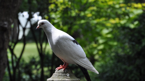La chasse à la tourterelle reste interdite La chasse à la tourterelle reste interdite