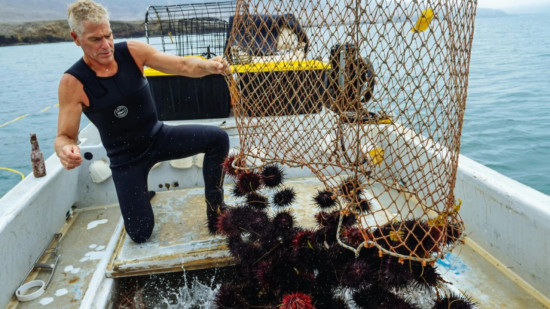 La pêche à l’oursin est interdite jusqu’à la mi-décembre La pêche à l’oursin est interdite jusqu’à la mi-décembre