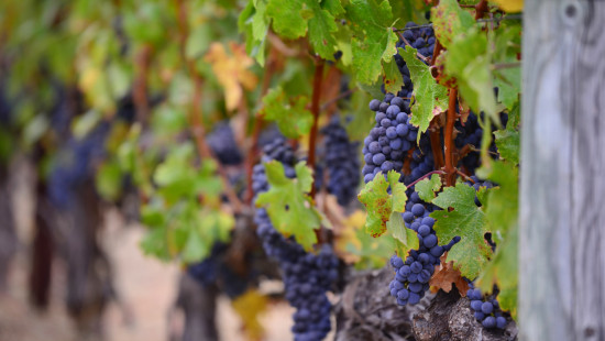 La sécheresse inquiète les viticulteurs La sécheresse inquiète les viticulteurs