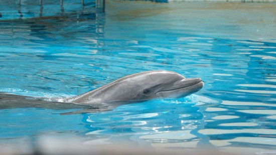 Le dauphin Rocky, transf&eacute;r&eacute; de Marineland en Espagne, est mort
