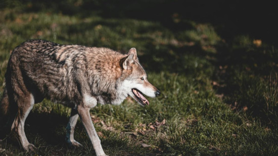 Le tribunal administratif suspend les autorisations de tirs sur les loups dans les Alpes-Maritimes Le tribunal administratif suspend les autorisations de tirs sur les loups dans les Alpes-Maritimes