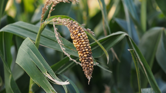 Les Alpes-Maritimes pourraient subir la sécheresse jusqu'en novembre Les Alpes-Maritimes pourraient subir la sécheresse jusqu'en novembre