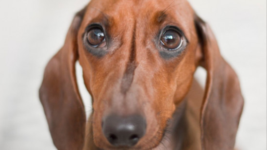 Les vols de chiens sont nombreux dans les Alpes-Maritimes Les vols de chiens sont nombreux dans les Alpes-Maritimes