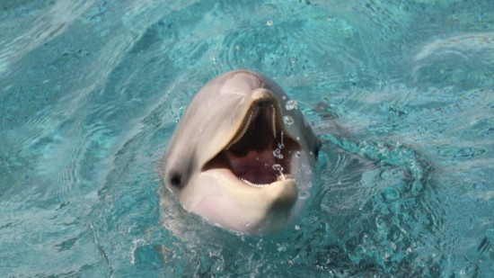 Marineland &agrave; Antibes : nouveau bras de fer autour du transfert des orques et dauphins vers l&rsquo;Espagne