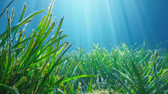 Méditerranée : la Préfecture maritime veille sur la posidonie Méditerranée : la Préfecture maritime veille sur la posidonie