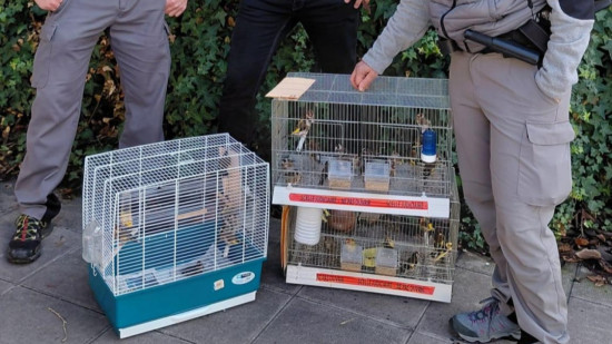 Nice : 45 chardonnerets saisis lors d&rsquo;une op&eacute;ration judiciaire dans le quartier Saint-Roch