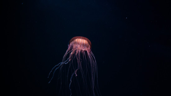 Plus d’une quinzaine de piqûres de méduse à Nice depuis dimanche