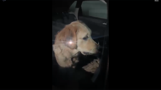 Près de Nice : un chiot de six mois enfermé dans une voiture "sans eau" provoque la colère sur les réseaux Près de Nice : un chiot de six mois enfermé dans une voiture "sans eau" provoque la colère sur les réseaux