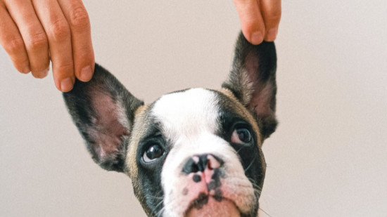 Préserver la santé des animaux dans les élevages Préserver la santé des animaux dans les élevages