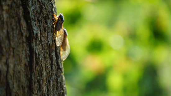 Une carte collaborative pour repérer les cigales à Nice Une carte collaborative pour repérer les cigales à Nice