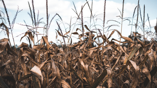 Une nouvelle vague de chaleur arrive sur la Côte d'Azur Une nouvelle vague de chaleur arrive sur la Côte d'Azur